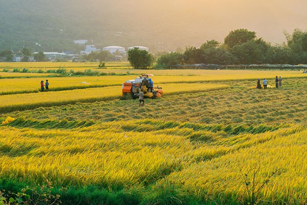 需求升级，特色作物专用肥成市场新热点