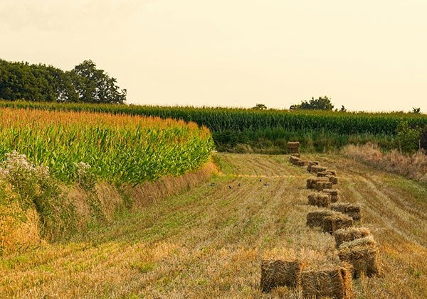 新规出台，秸秆还田补贴力度再加码